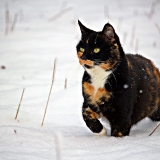 Foltos macska a téli tájon