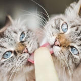 Két cica jégkrémet nyal